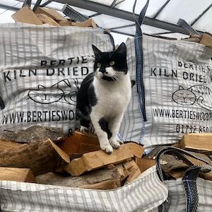 Bertie the Cat