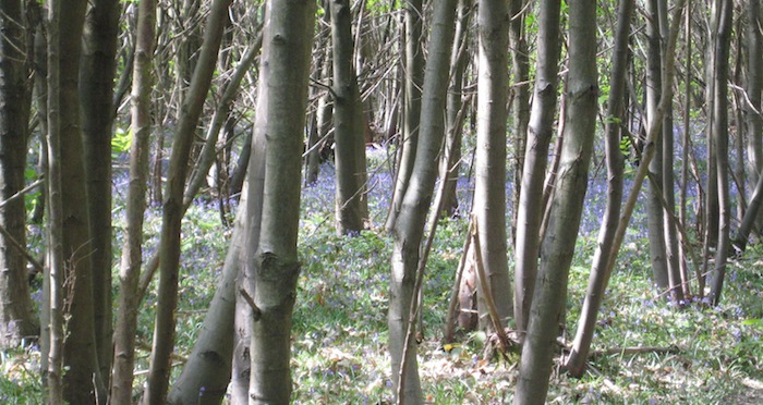 Bluebell Wood